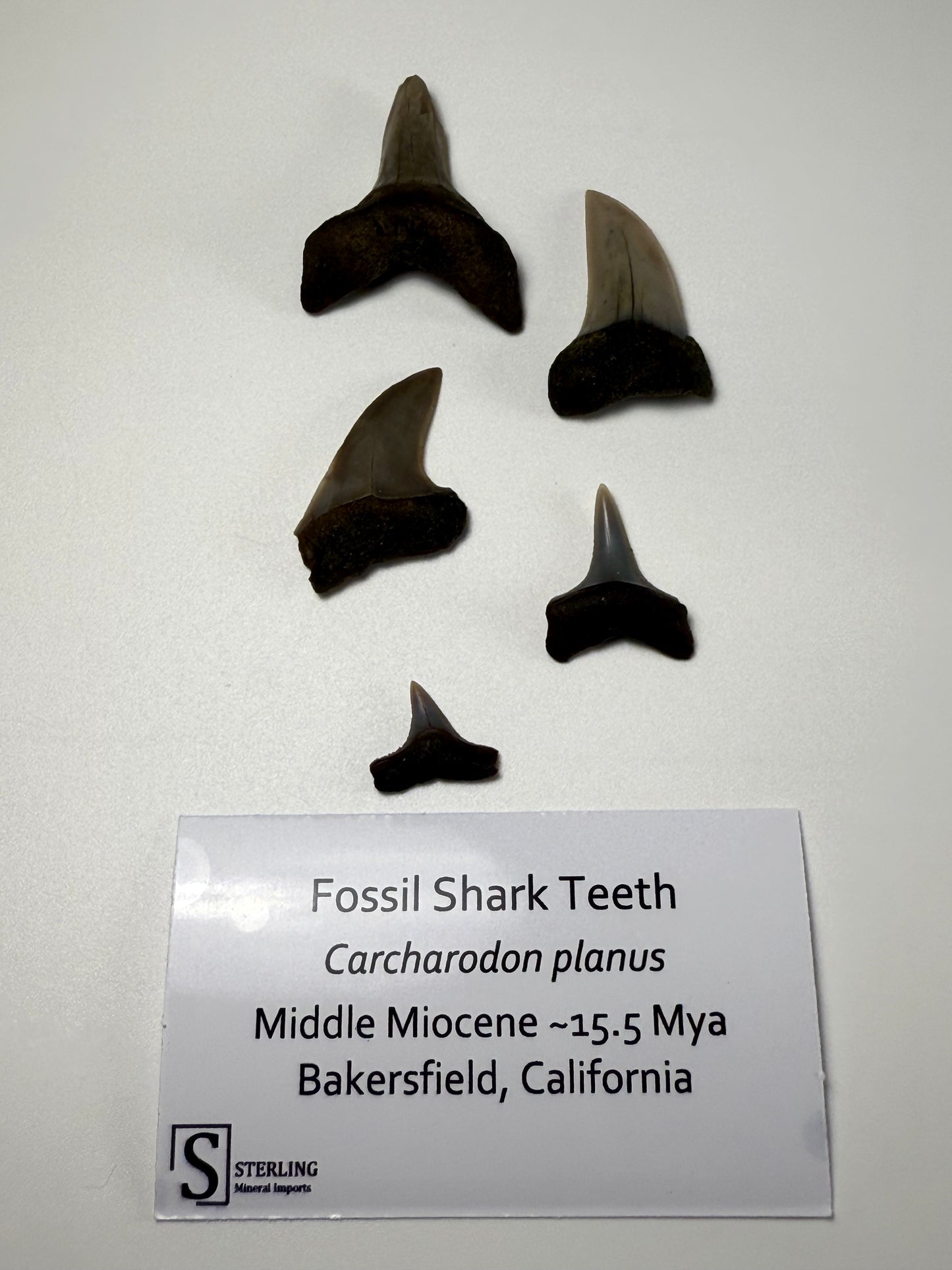 Fossil Shark Teeth