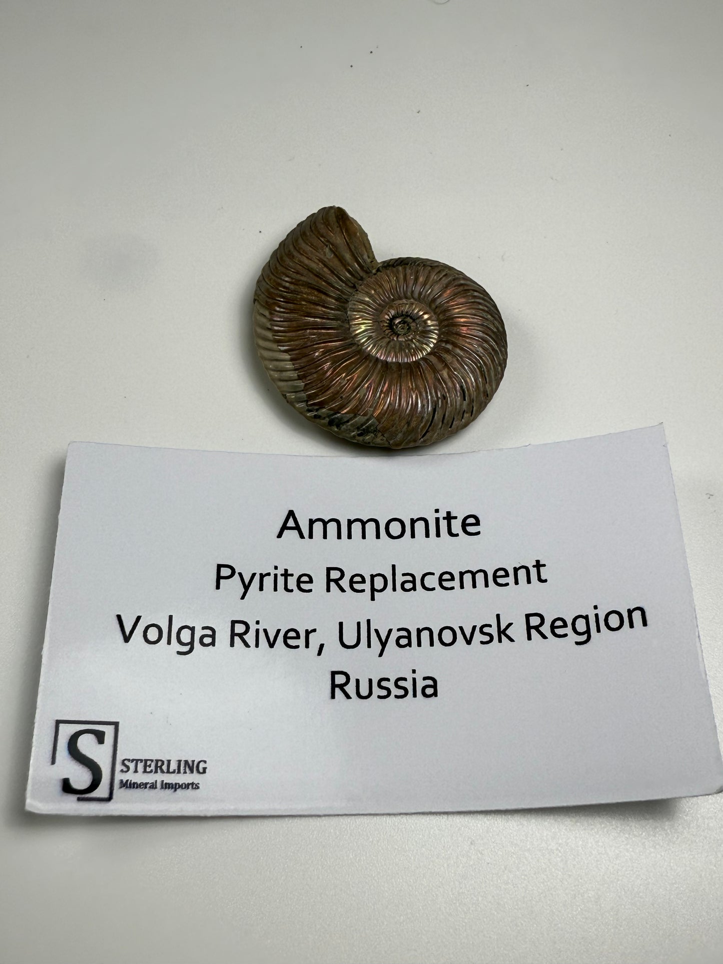 Ammonite Pyrite Replacement