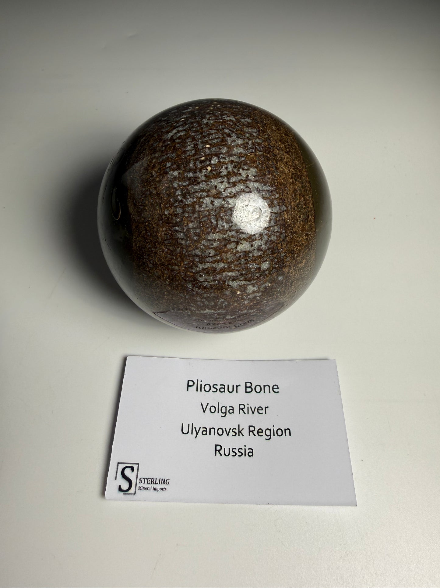 Pliosaur Bone