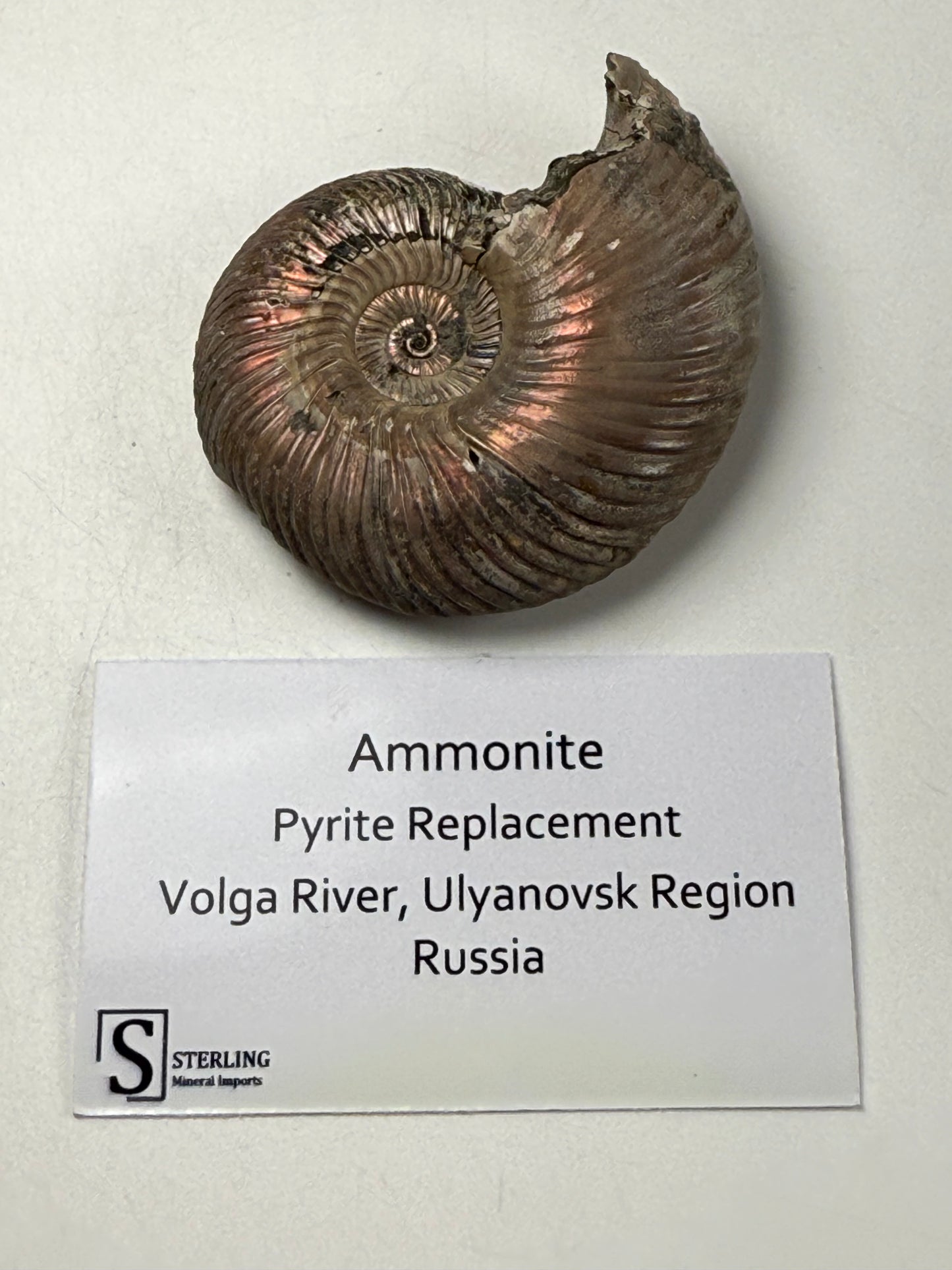 Ammonite