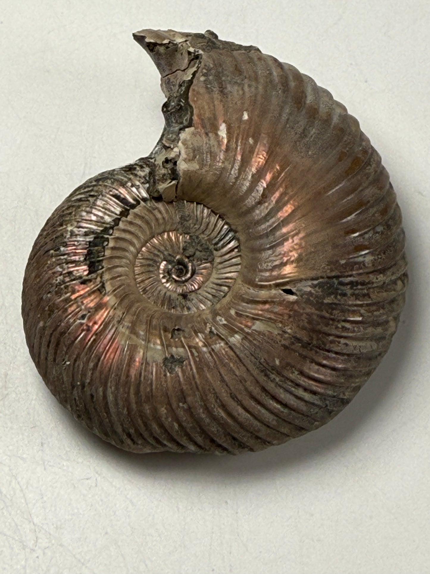 Ammonite