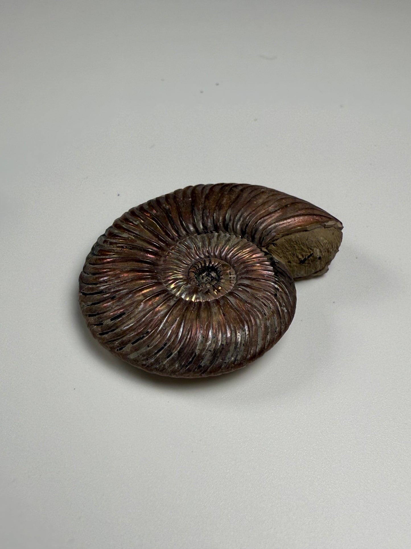 Ammonite Pyrite Replacement