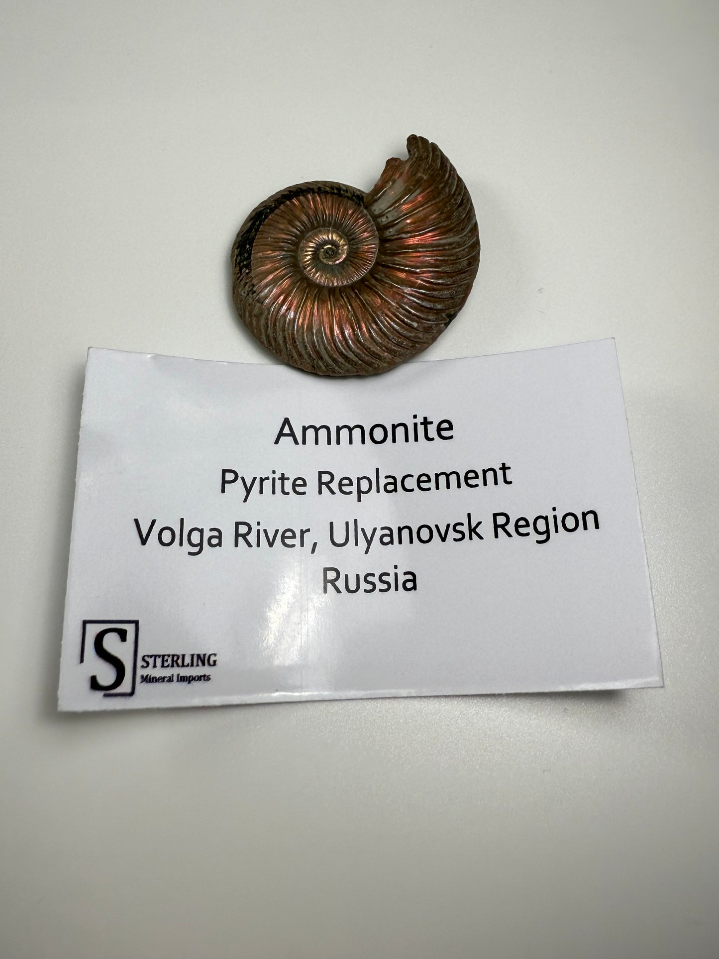 Ammonite Pyrite Replacement