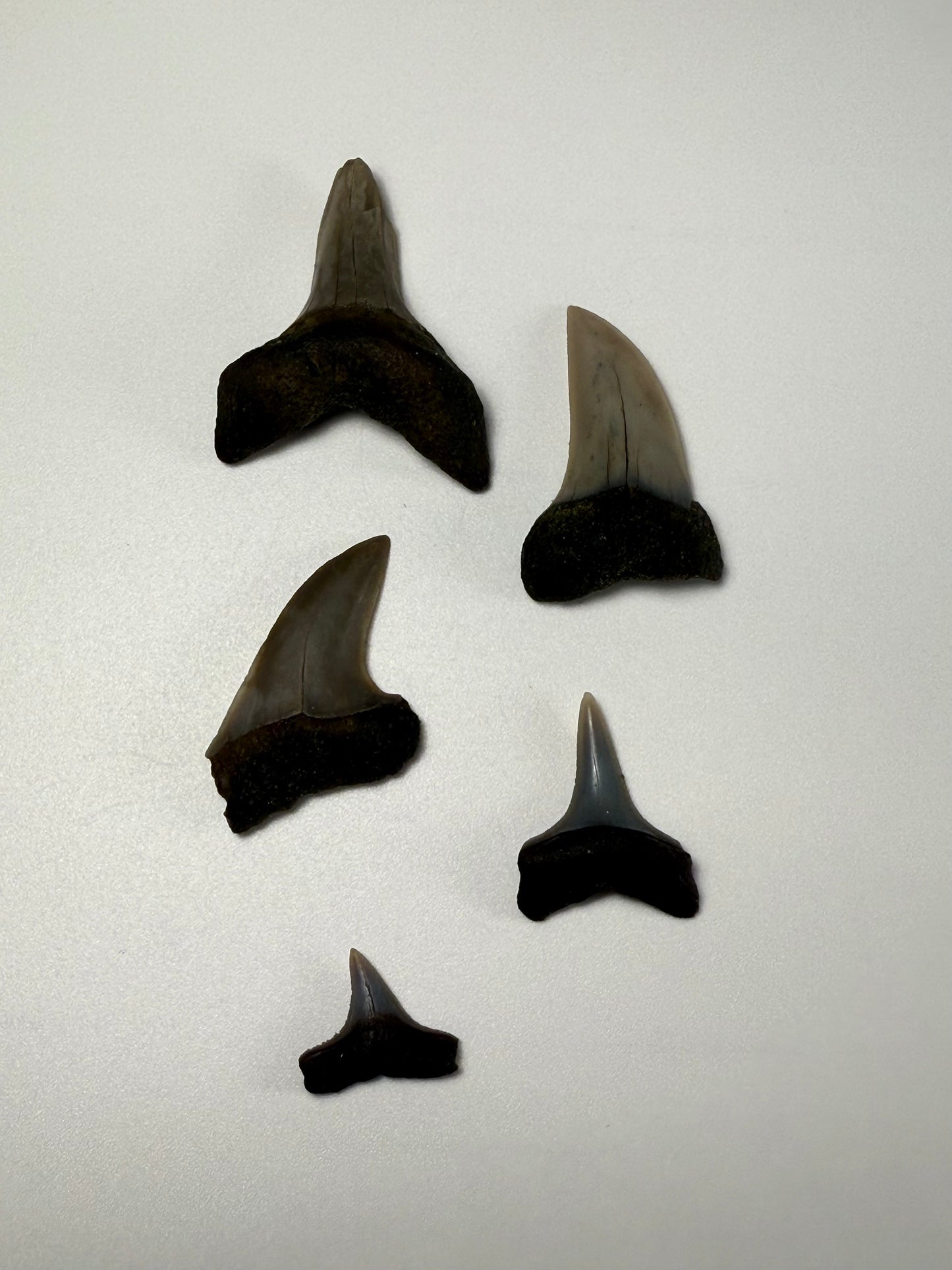 Fossil Shark Teeth