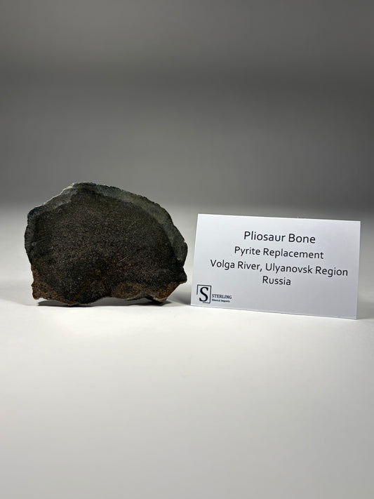 Pliosaur Bone