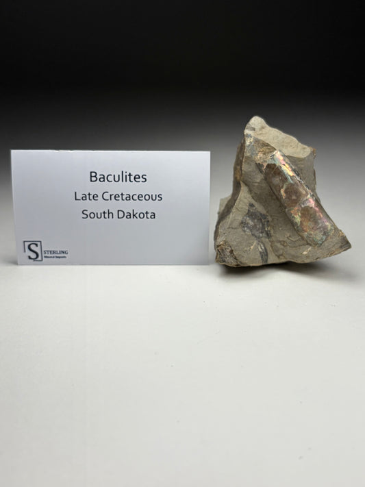 Baculites