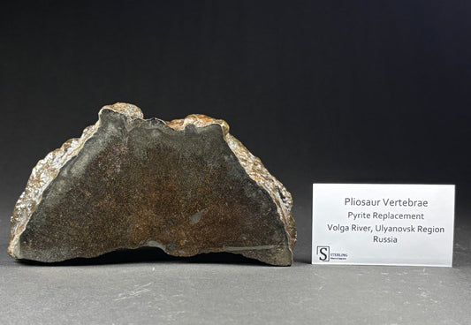 Pliosaur Vertebrae Pair