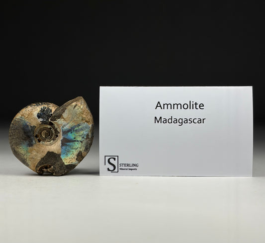 Ammolite