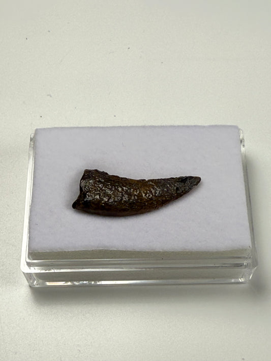 Nanotyrannus