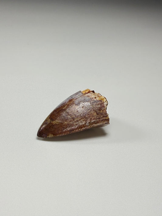 Phytosaur Tooth