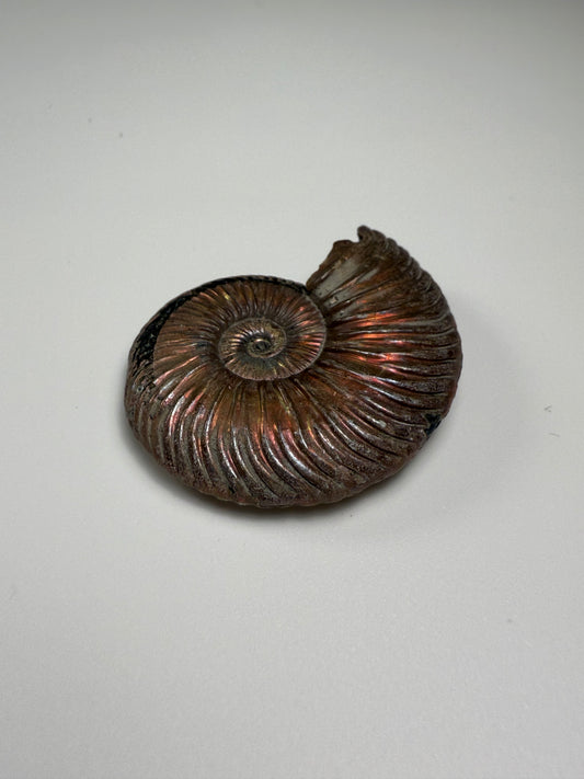 Ammonite Pyrite Replacement
