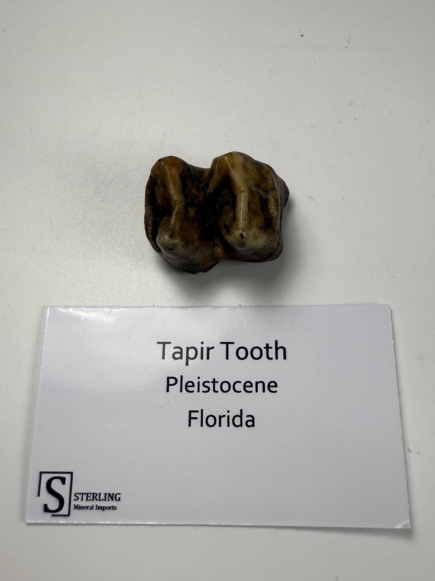 Tapir Tooth