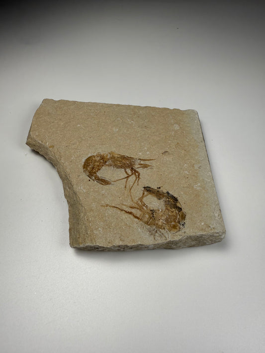 Fossilized Shrimp
