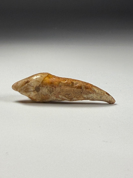 Cave Bear Tooth