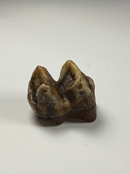 Tapir Tooth