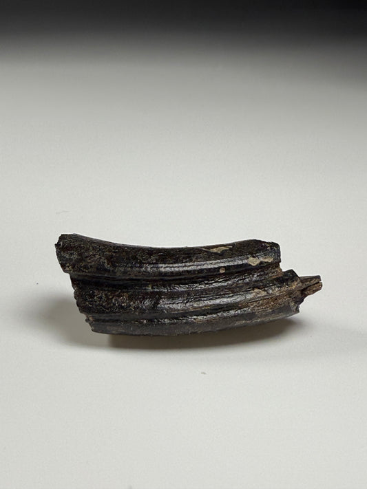 Giant Beaver Tooth