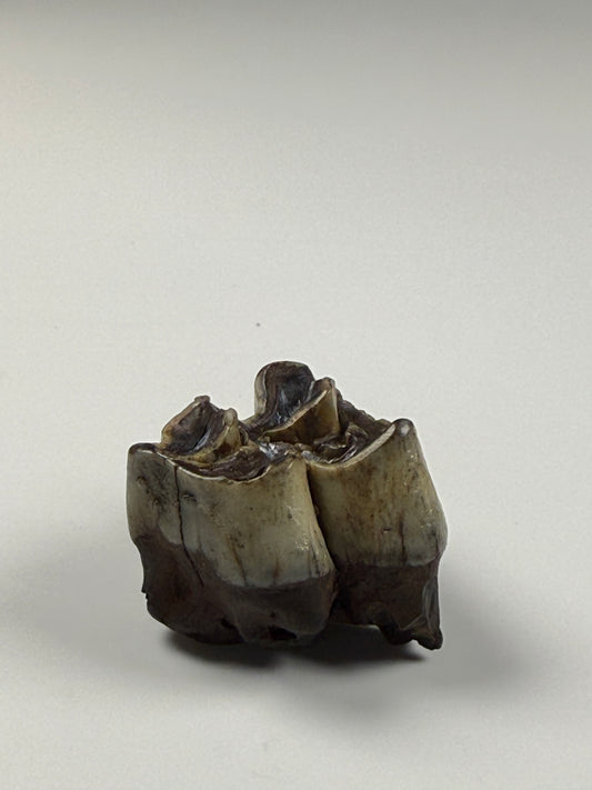 Camel Tooth