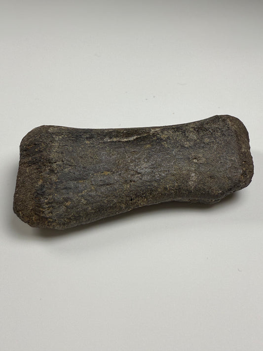 Hadrosaur Finger Digit