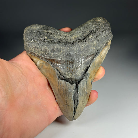 Megalodon Tooth