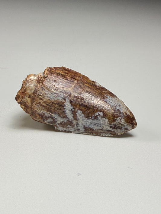 Phytosaur Tooth