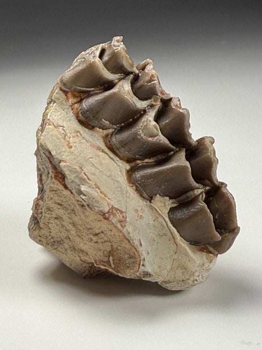 Oreodont Jaw