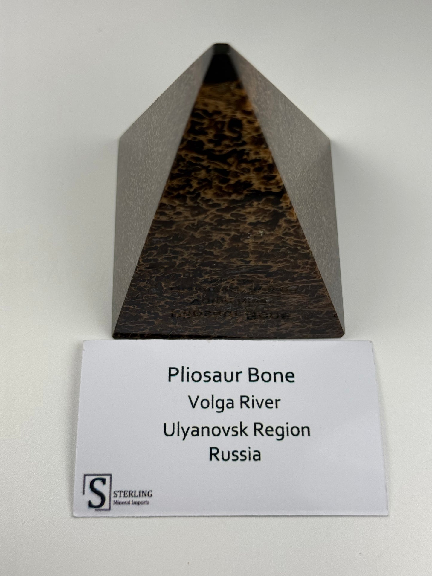 Pliosaur Bone