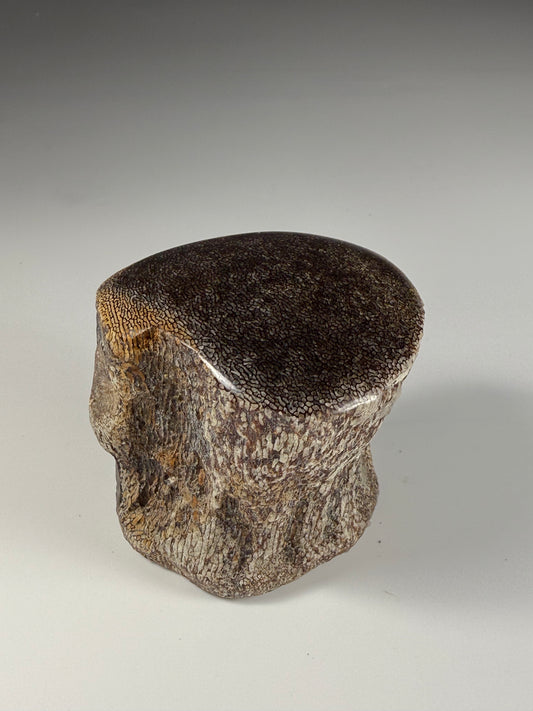 Mosasaur Vertebra