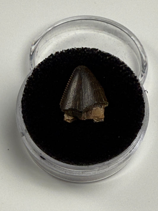 Tyrannosaurid Tooth