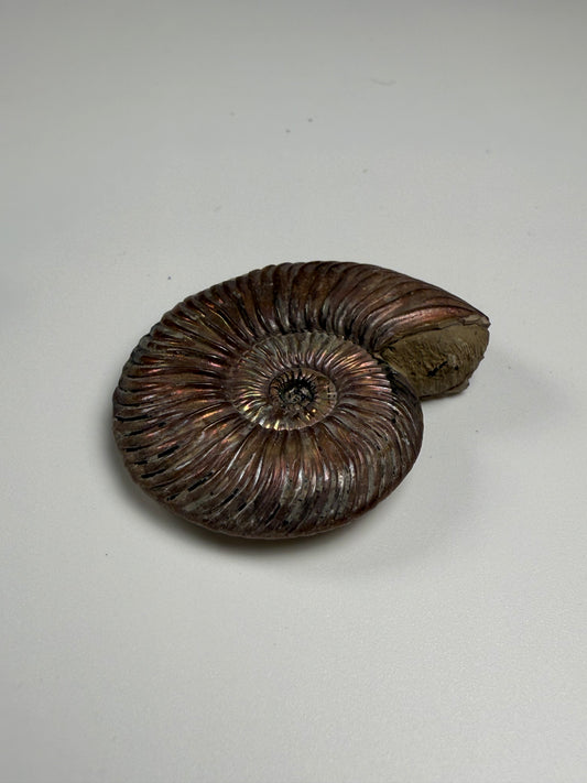 Ammonite Pyrite Replacement