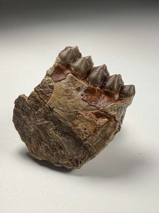 Oreodont Jaw
