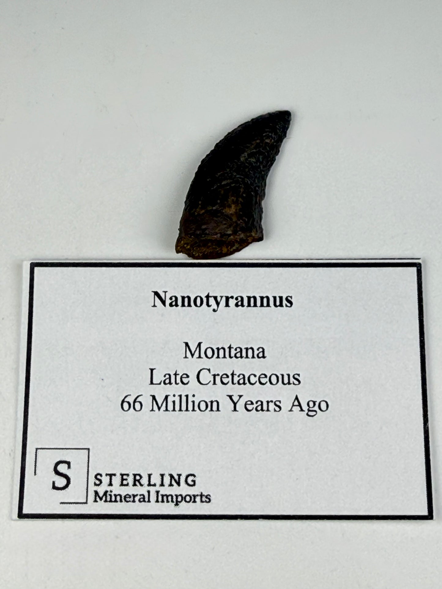 Nanotyrannus Tooth