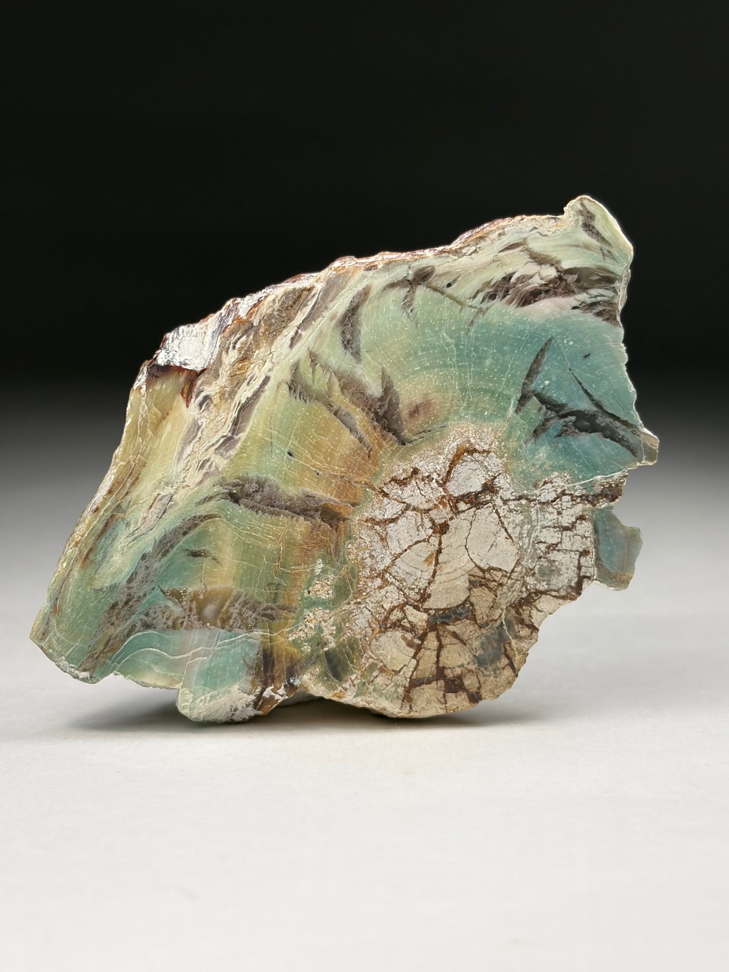 Petrified Wood-“Colla Wood”