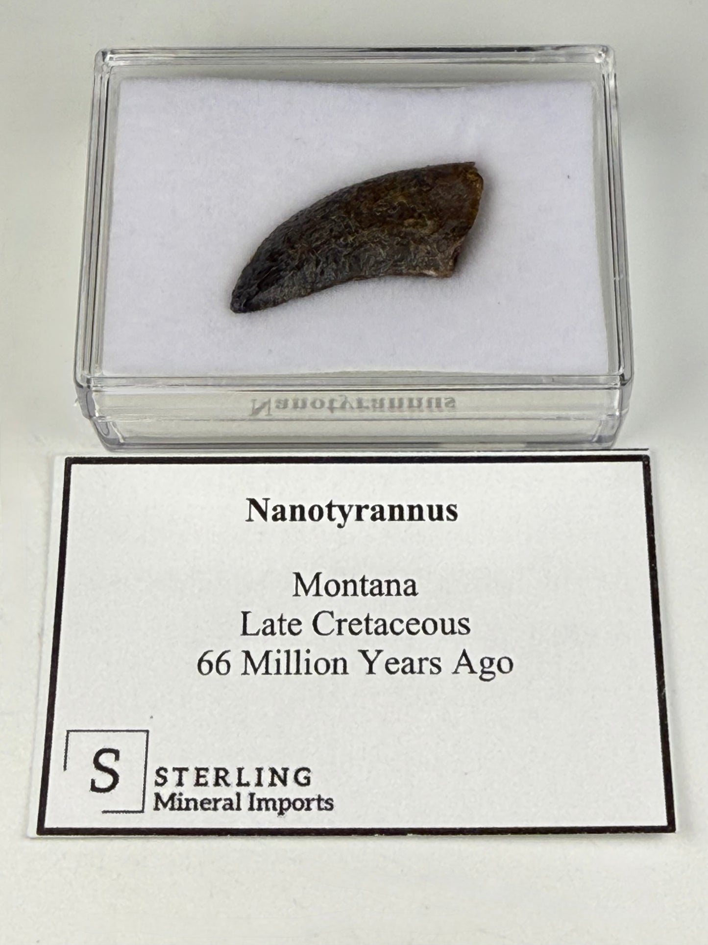 Nanotyrannus Tooth