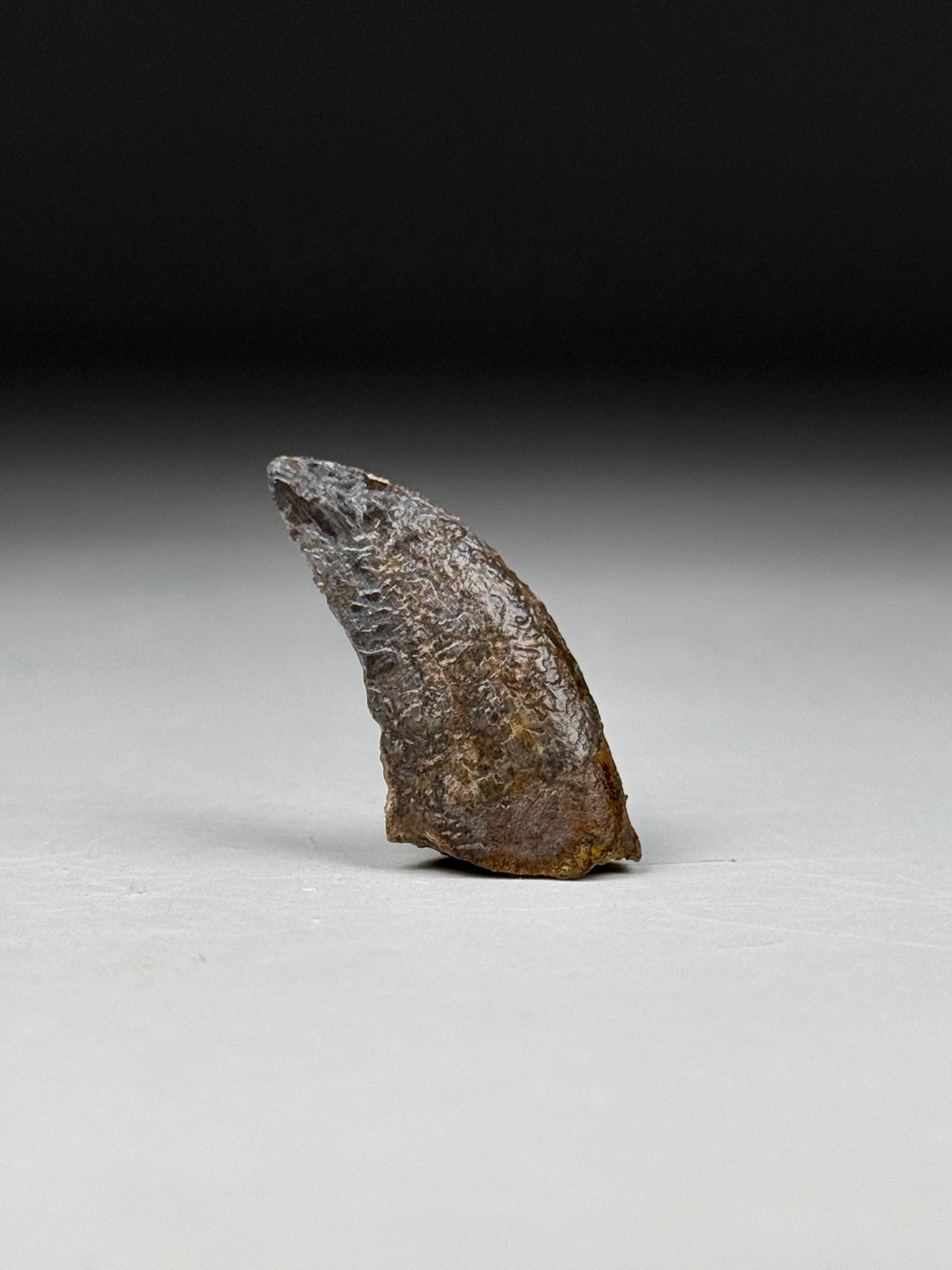 Nanotyrannus Tooth