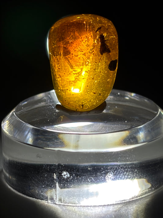 Dominican Amber-Beetle