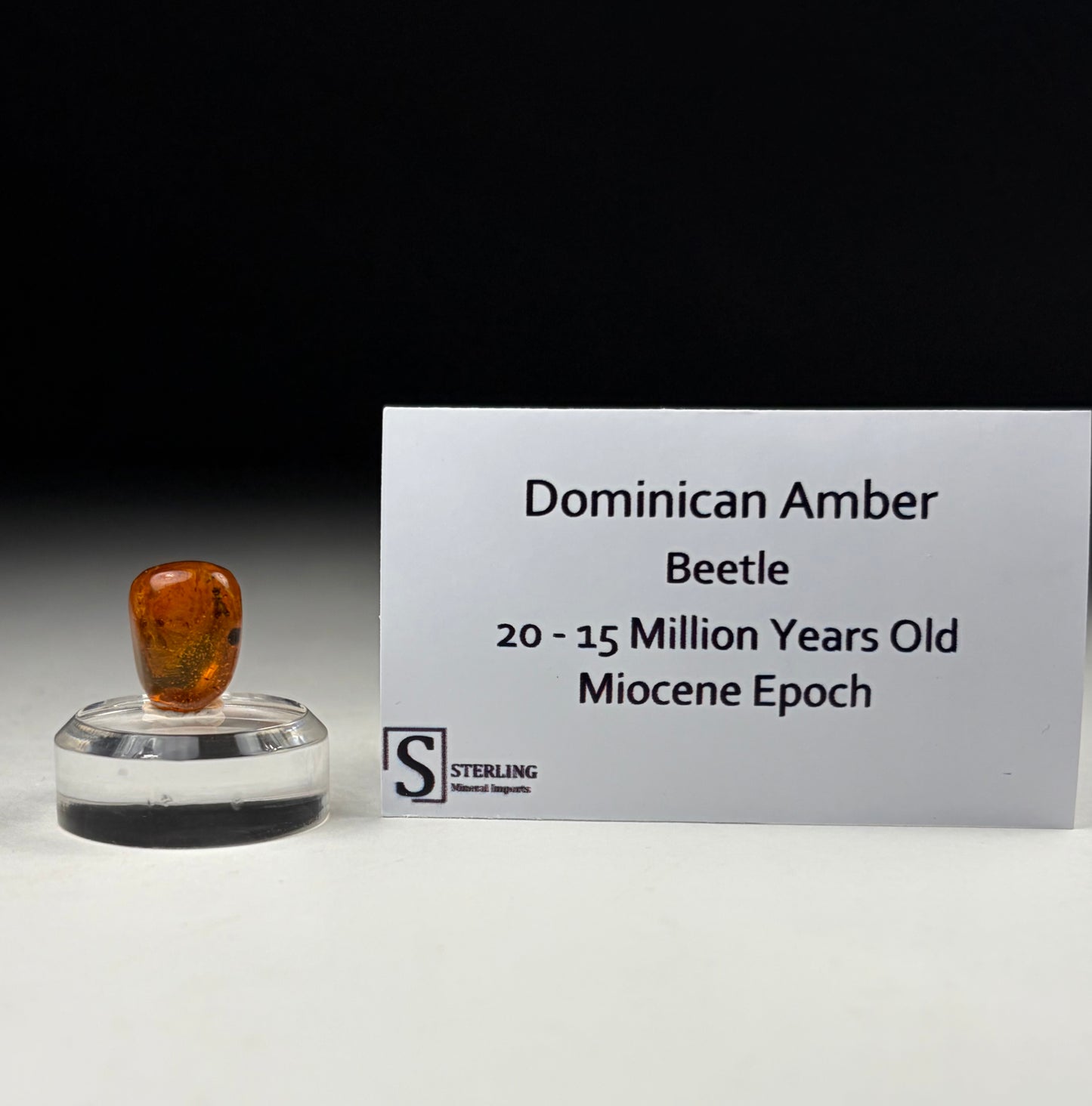 Dominican Amber-Beetle