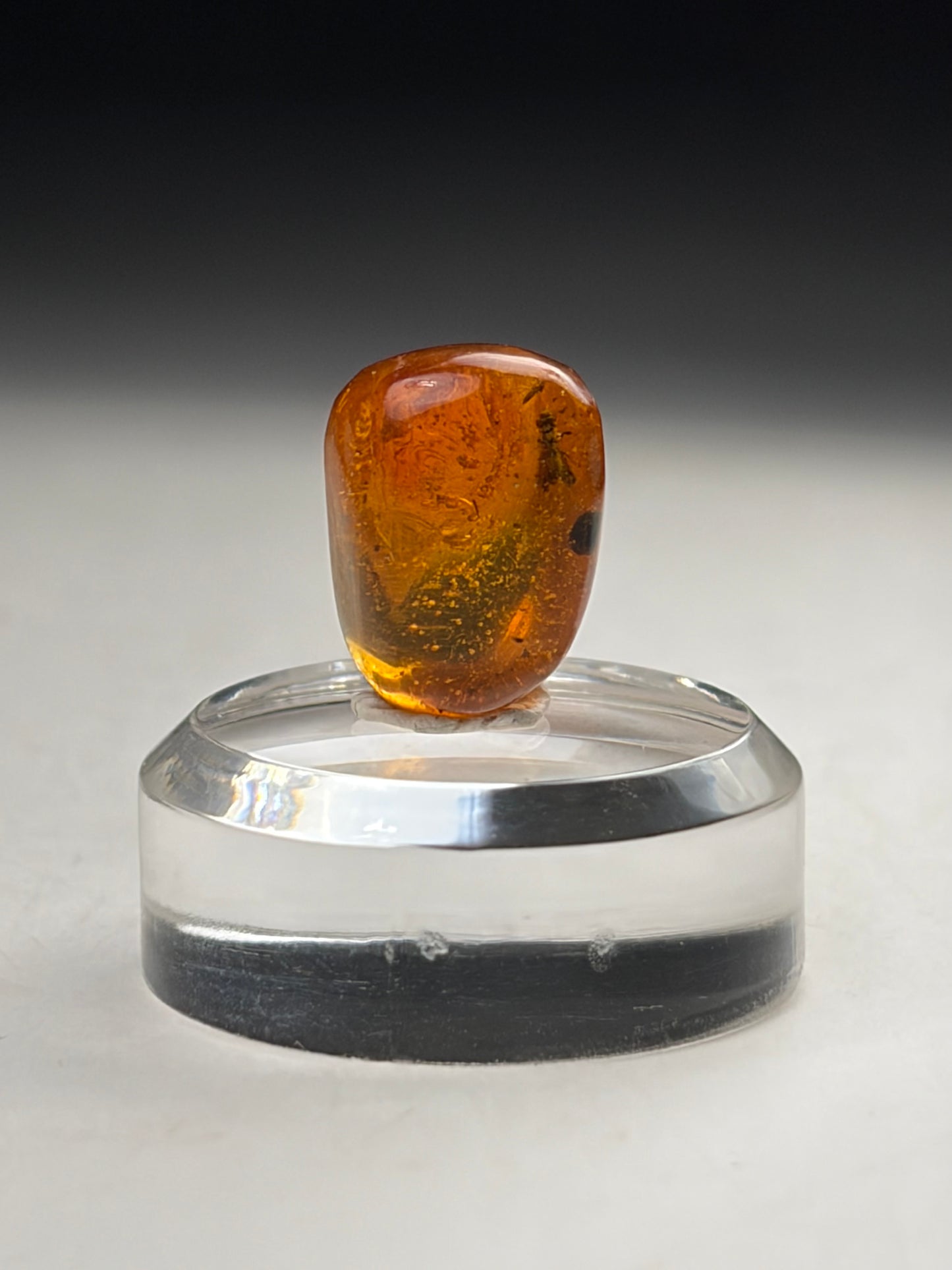 Dominican Amber-Beetle