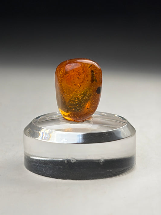 Dominican Amber-Beetle