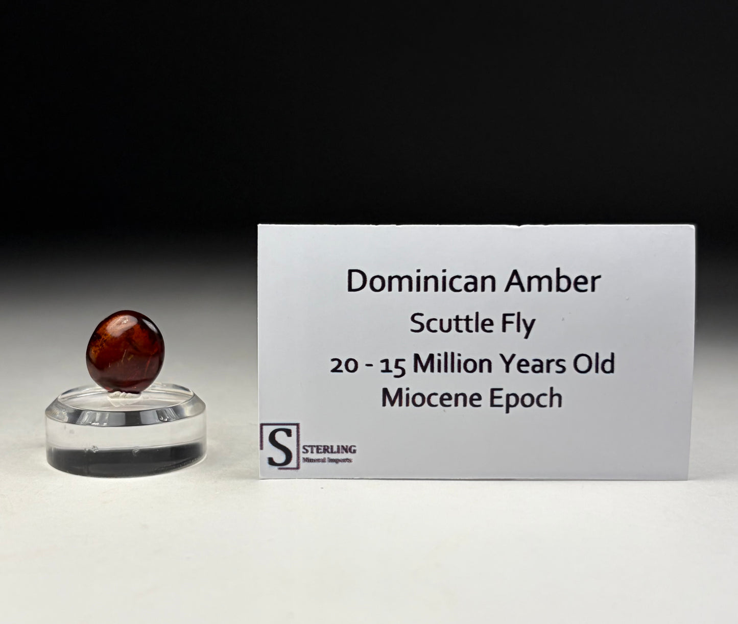 Dominican Amber-Scuttle Fly