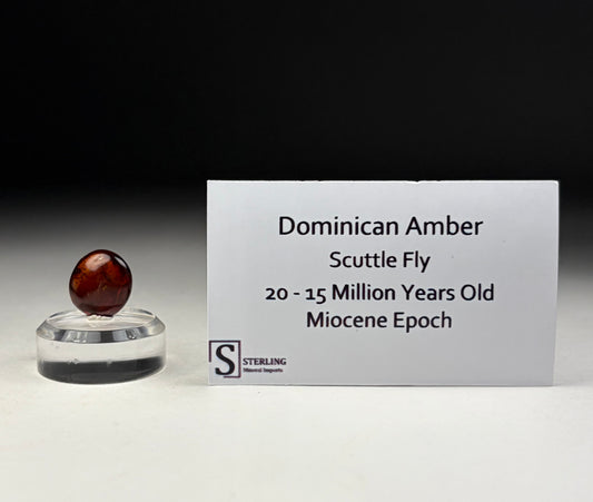 Dominican Amber-Scuttle Fly