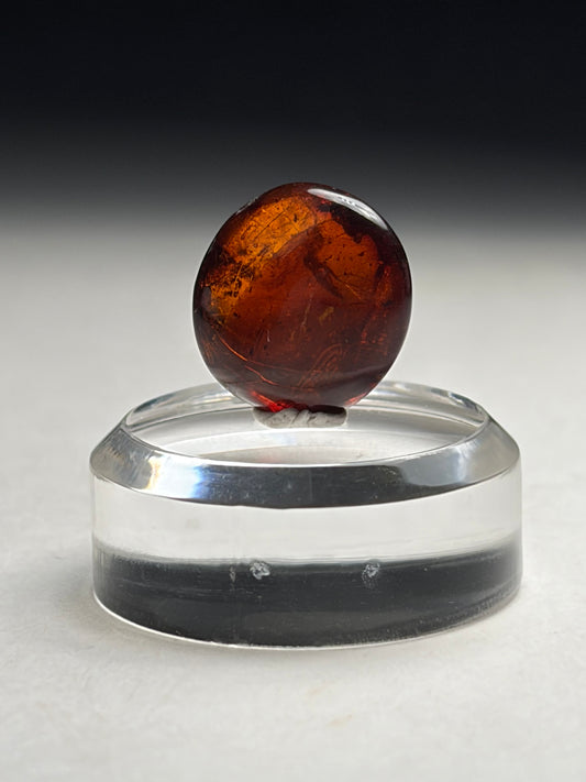 Dominican Amber-Scuttle Fly