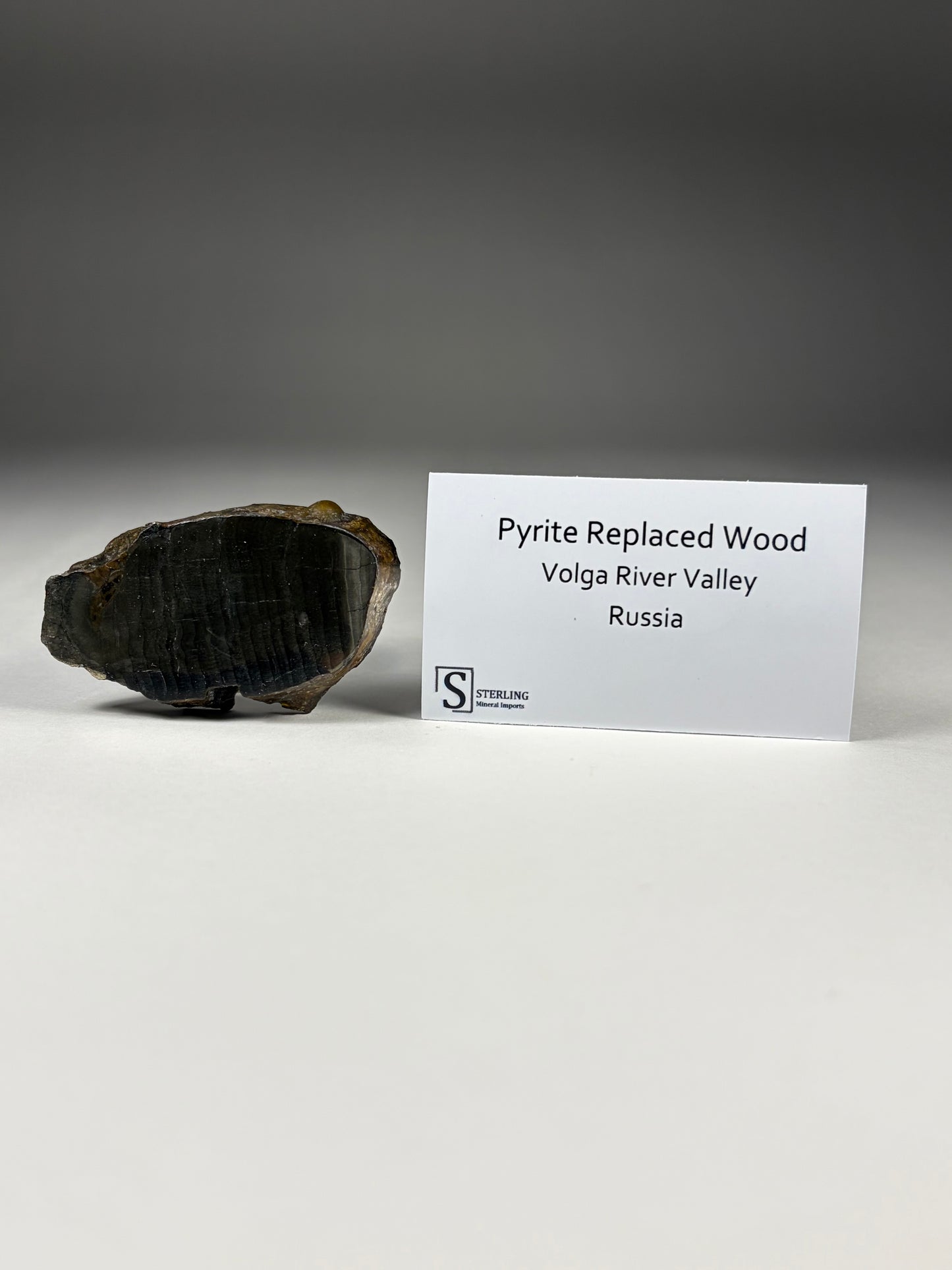 Pyrite Replaced Wood