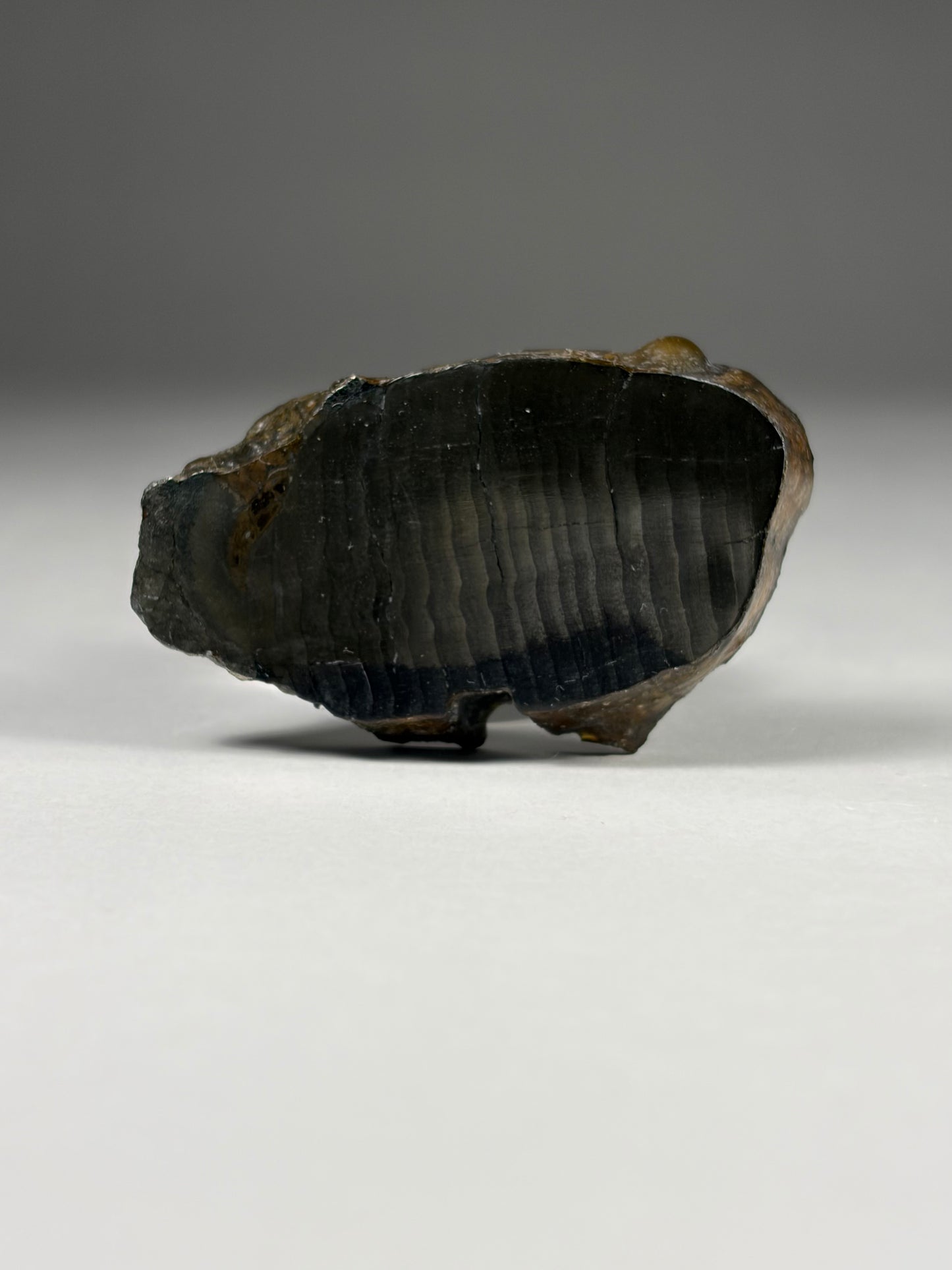 Pyrite Replaced Wood