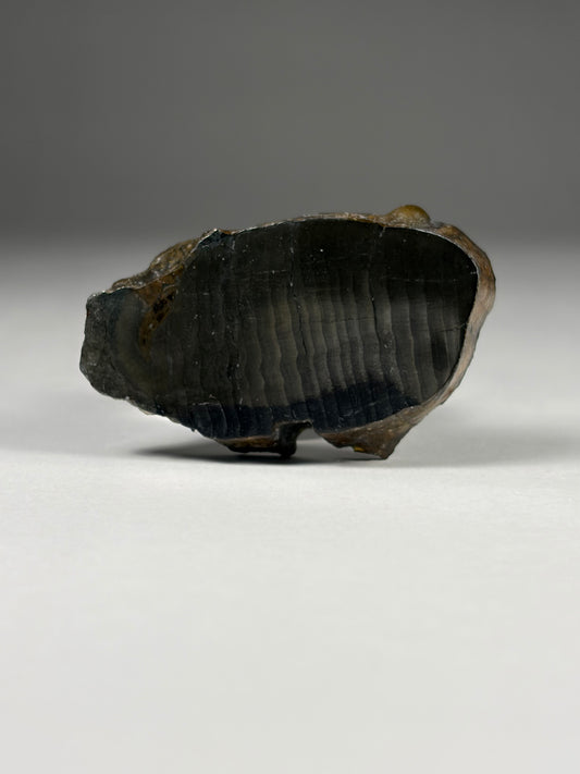 Pyrite Replaced Wood