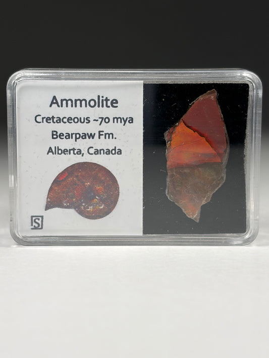Ammolite w/case