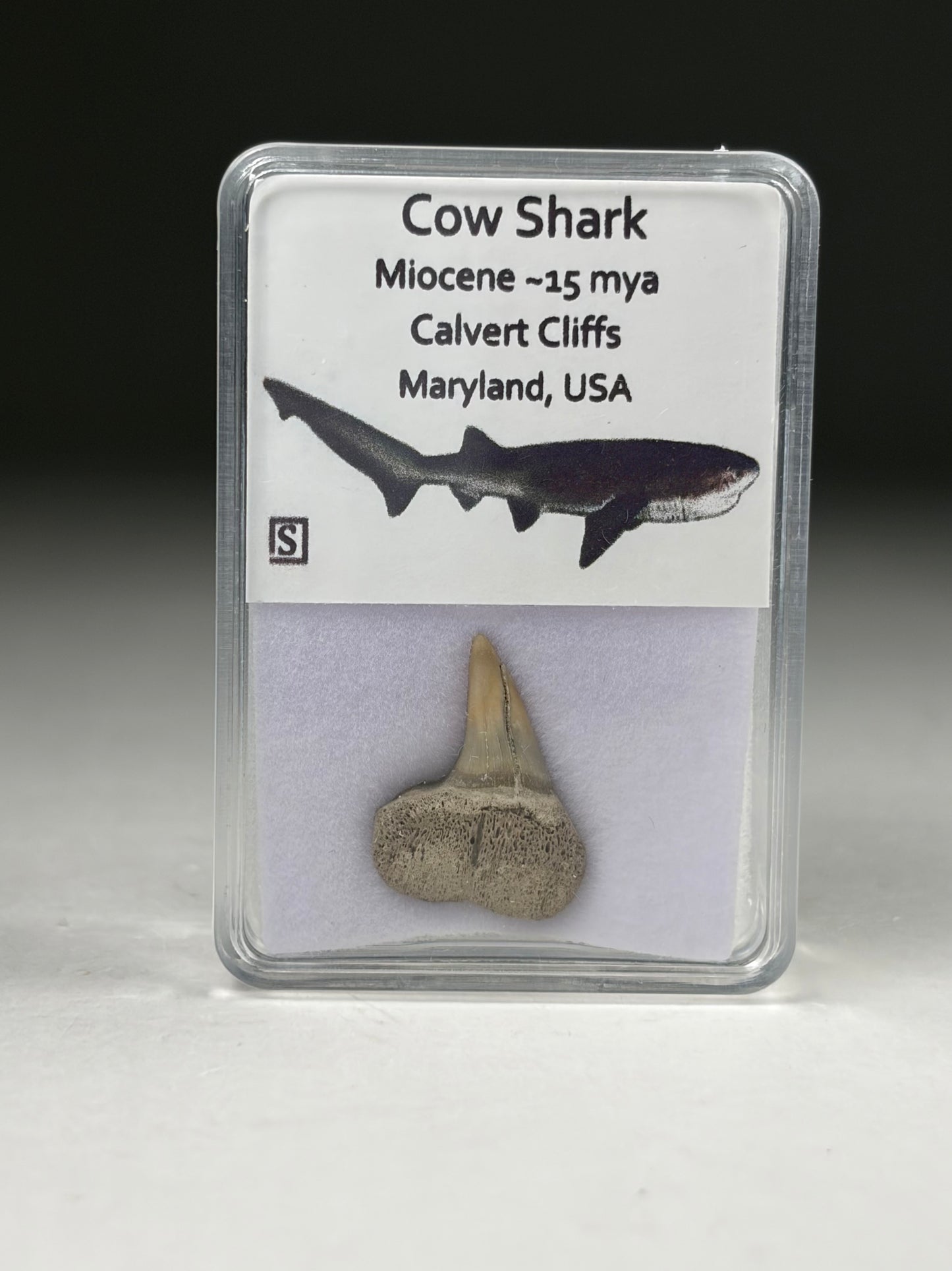 Cow Shark Tooth