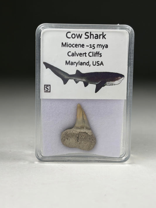 Cow Shark Tooth