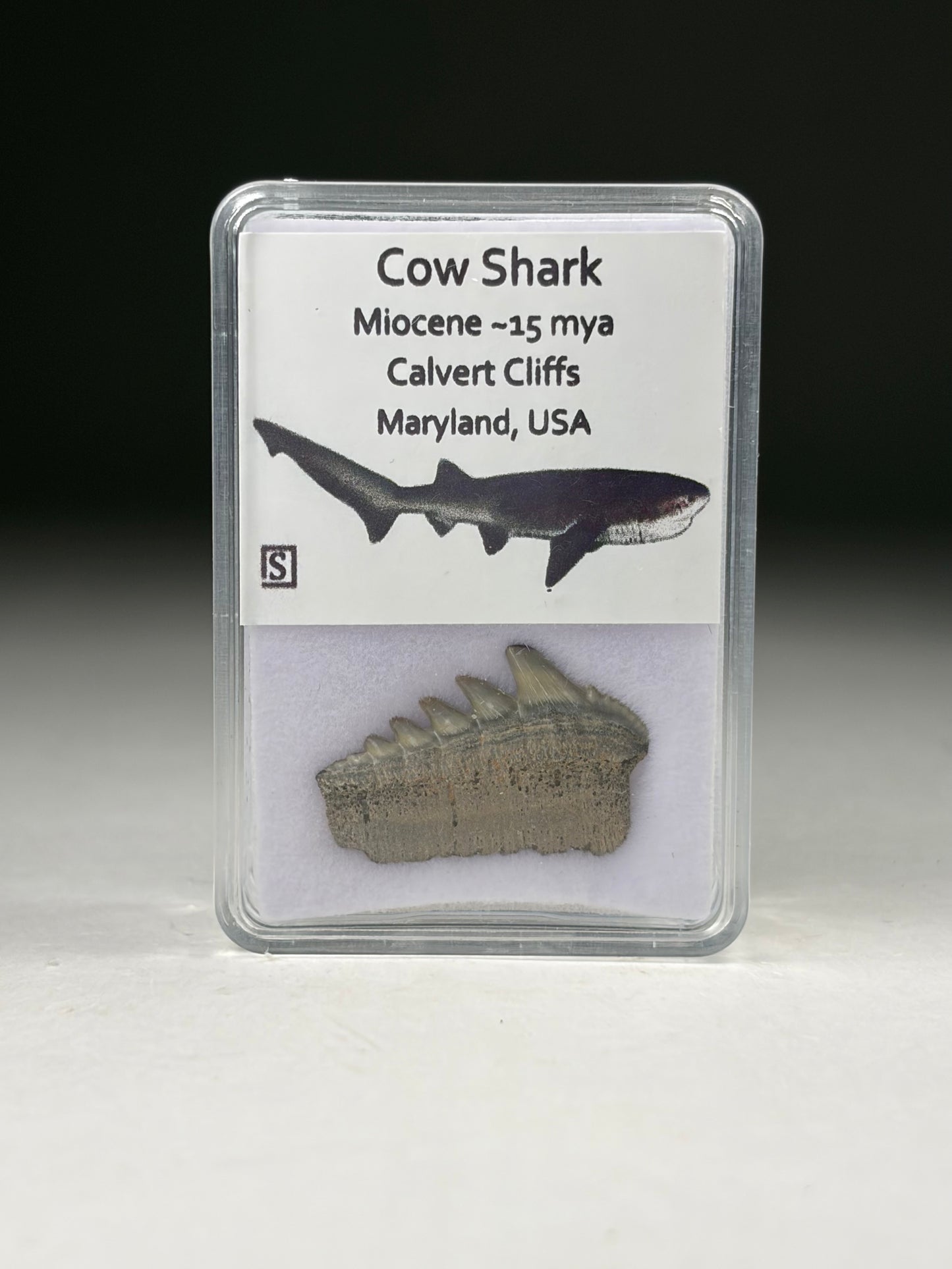 Cow Shark Tooth