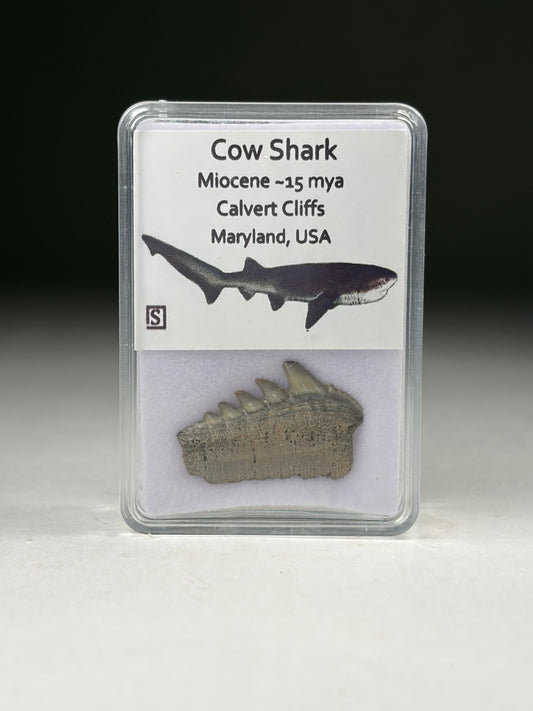 Cow Shark Tooth