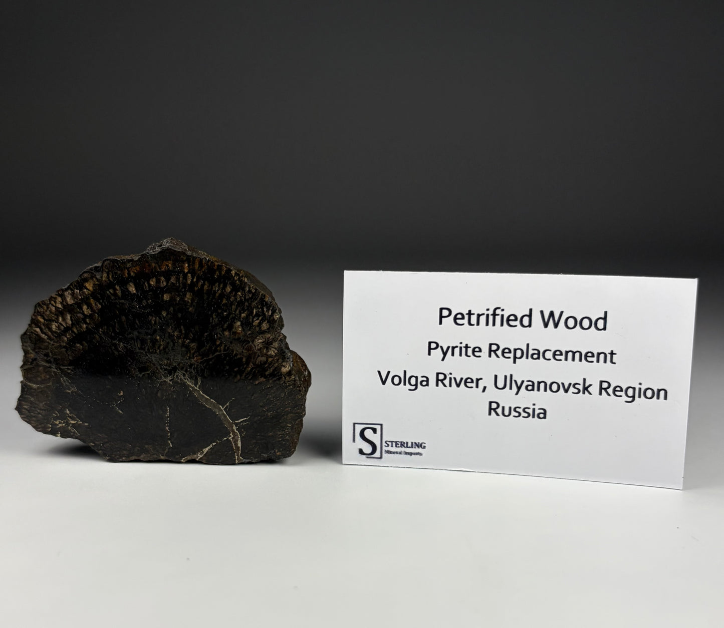 Petrified Wood-Pyrite Replacement
